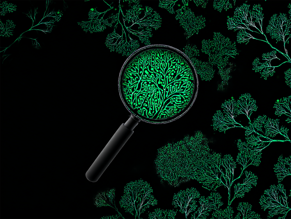 SEO vs AEO: Optimization in an AI-Driven World